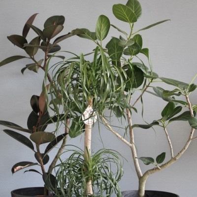 おまかせ観葉植物M・鉢カバー込み（8号鉢）