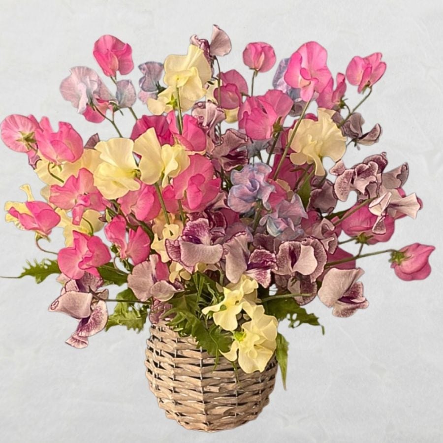 ［1月限定］スイートピーアレンジ（スイートピー4種ミックス）
