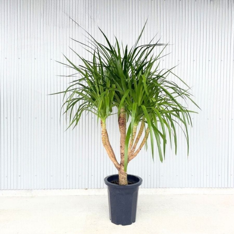 カンボジアーナ ドラセナ