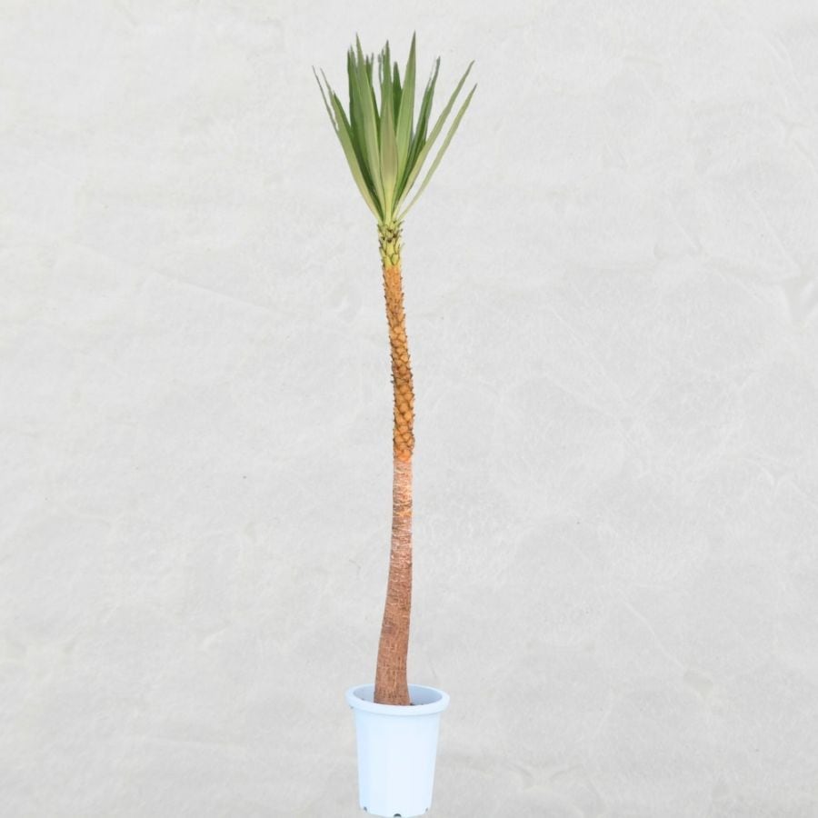 ユッカ　バリエガータ（斑入り）