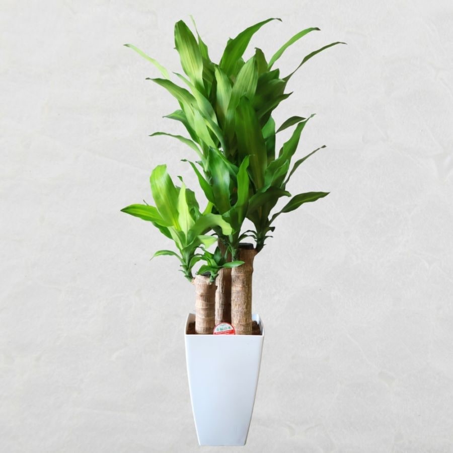 マッサンゲアーナ