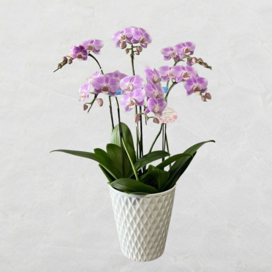 胡蝶蘭L ピンク6本立ち