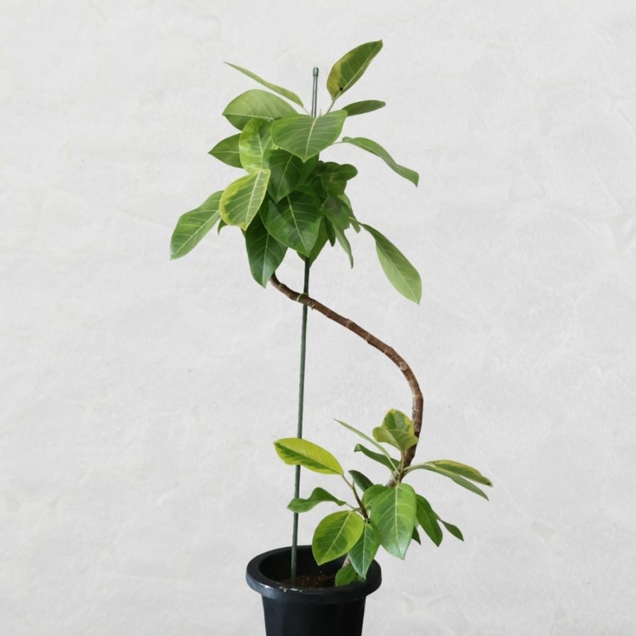 アルテシーマ　曲がり