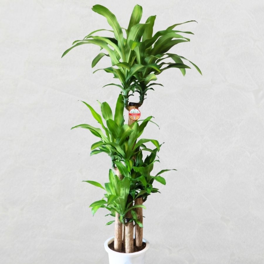 マッサンゲアーナ