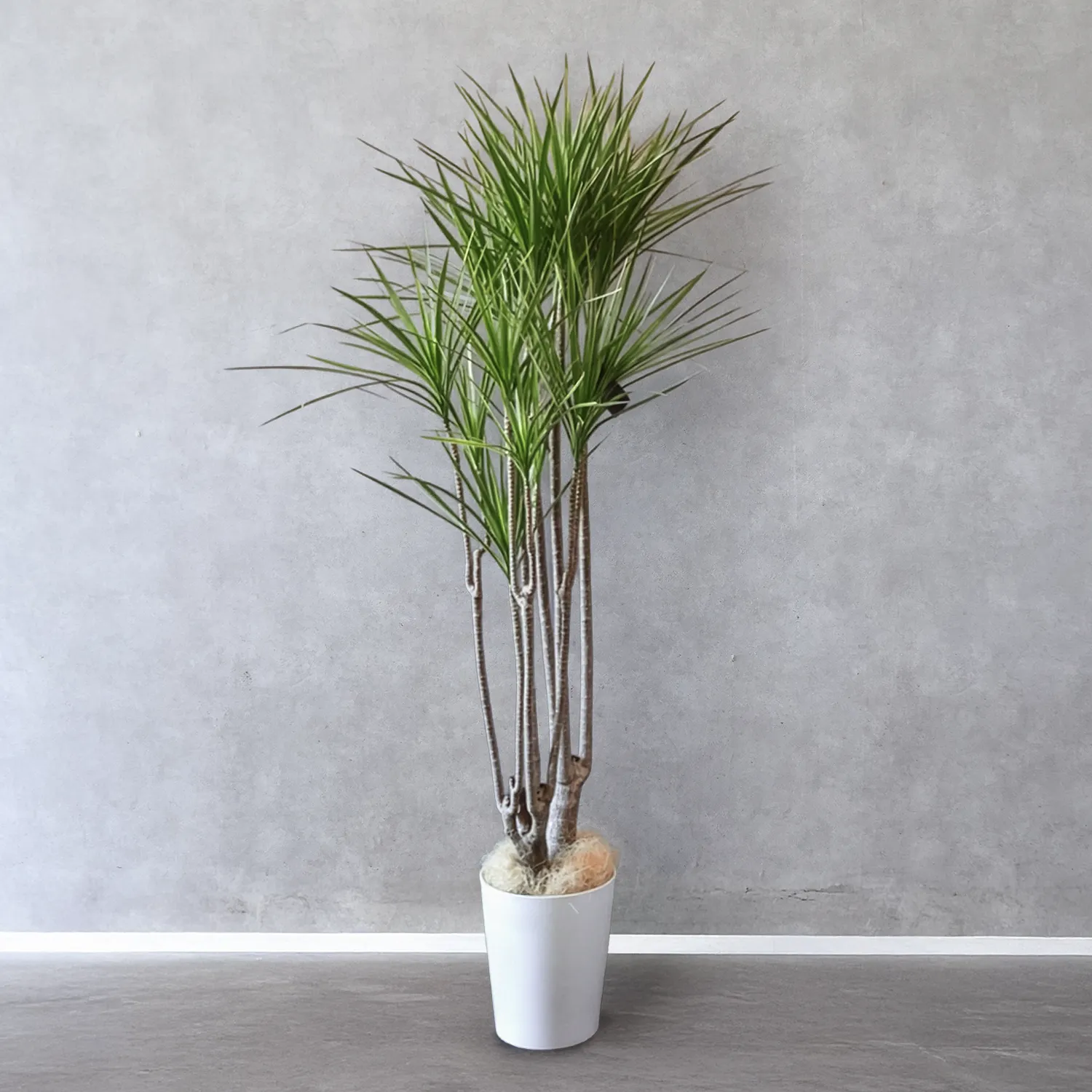 コンシンネ　ホワイトボリー