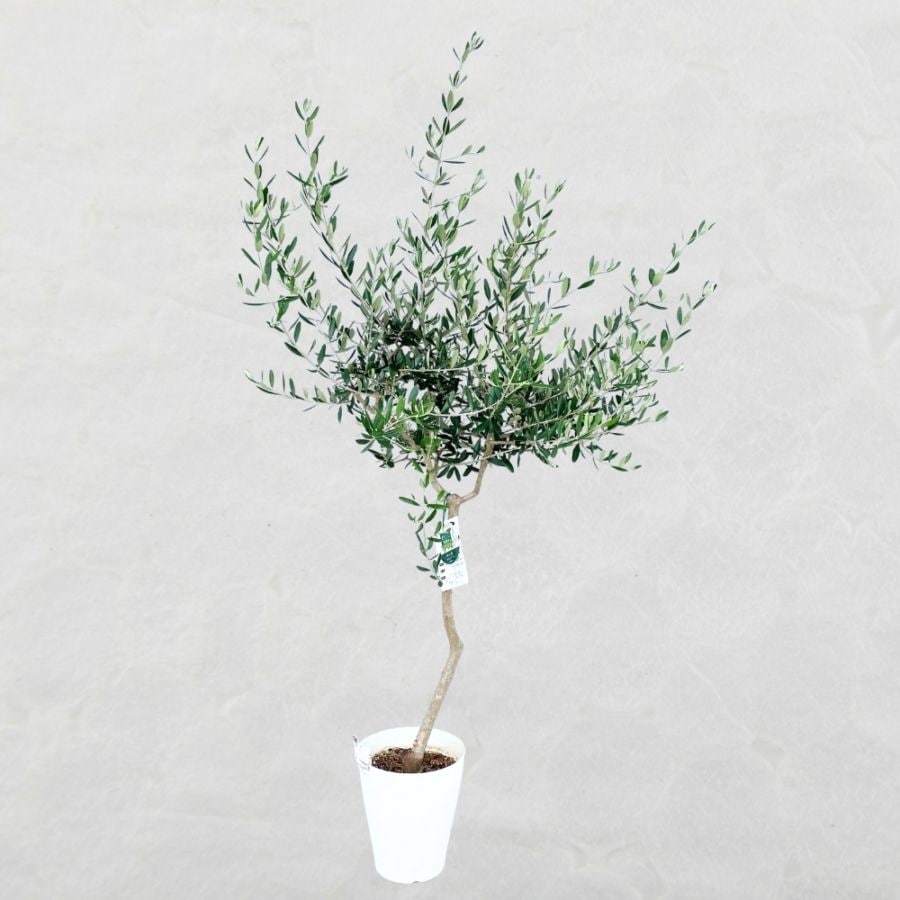 オリーブの木　ミッション