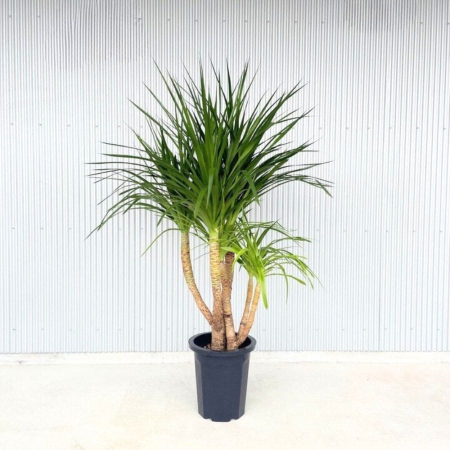 カンボジアーナ　ドラセナ