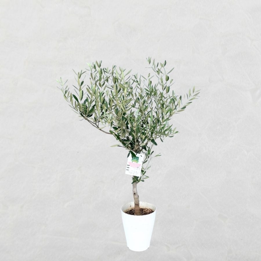 オリーブの木　ルッカ