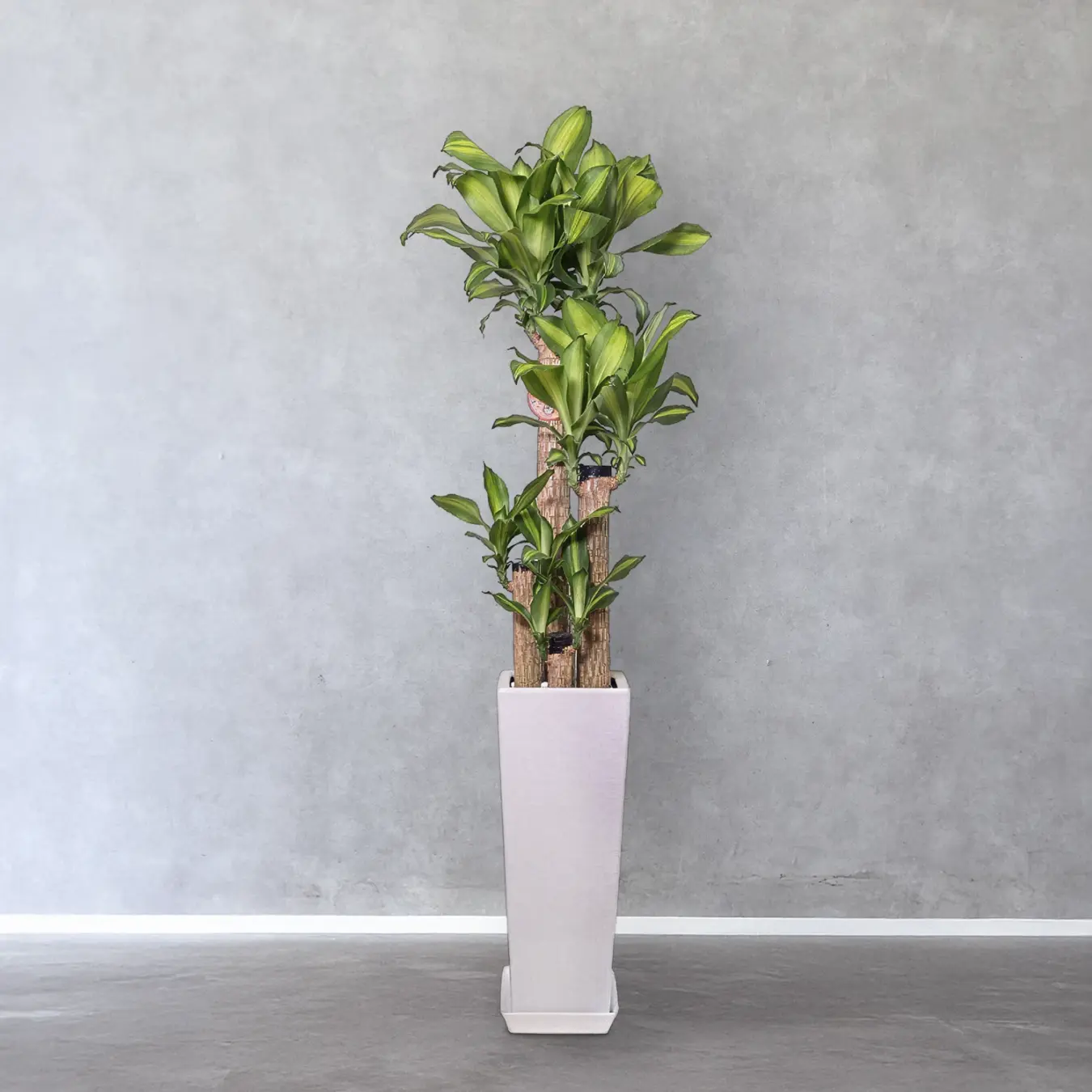 【お取り寄せ商品】ドラセナ マッサンゲアナ 8号　角高陶器