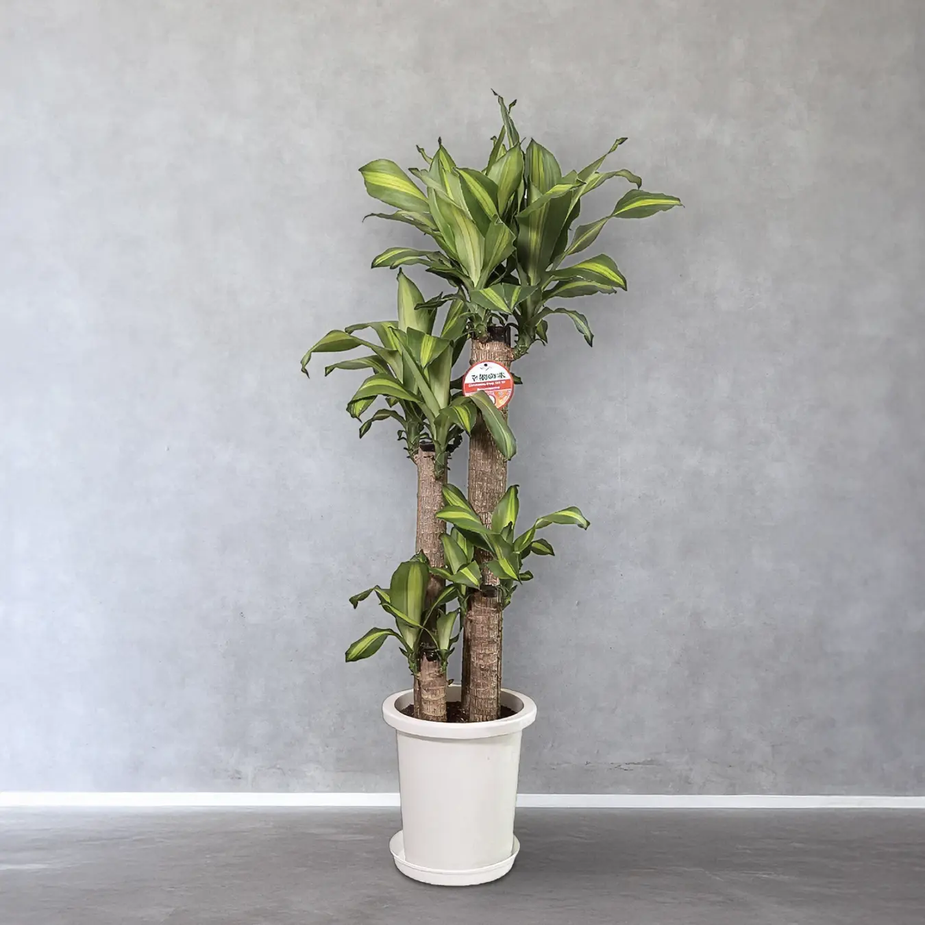 【お取り寄せ商品】ドラセナ マッサンゲアナ 10号　プラスチック鉢