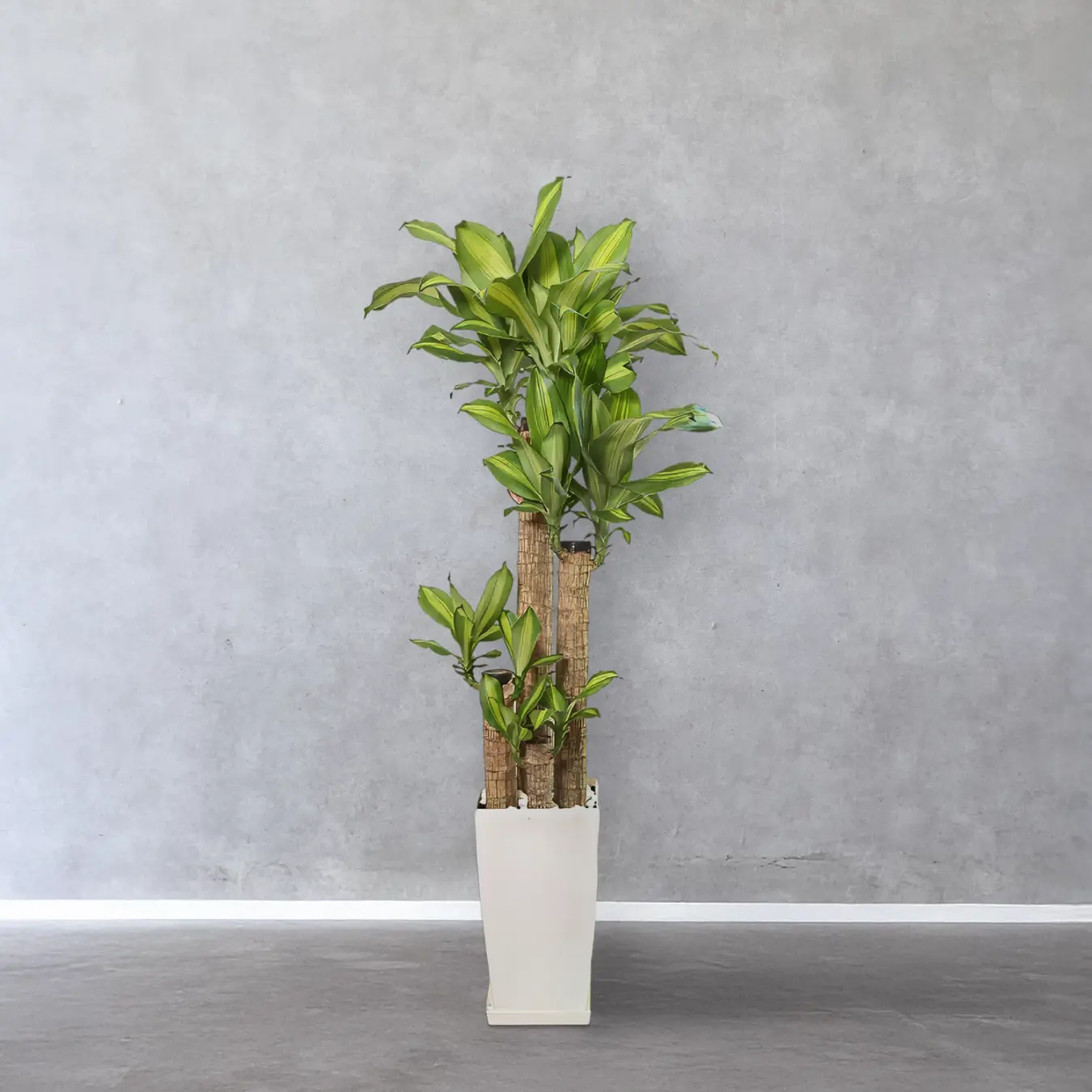 【お取り寄せ商品】ドラセナ マッサンゲアナ 8号　角プラスチック鉢