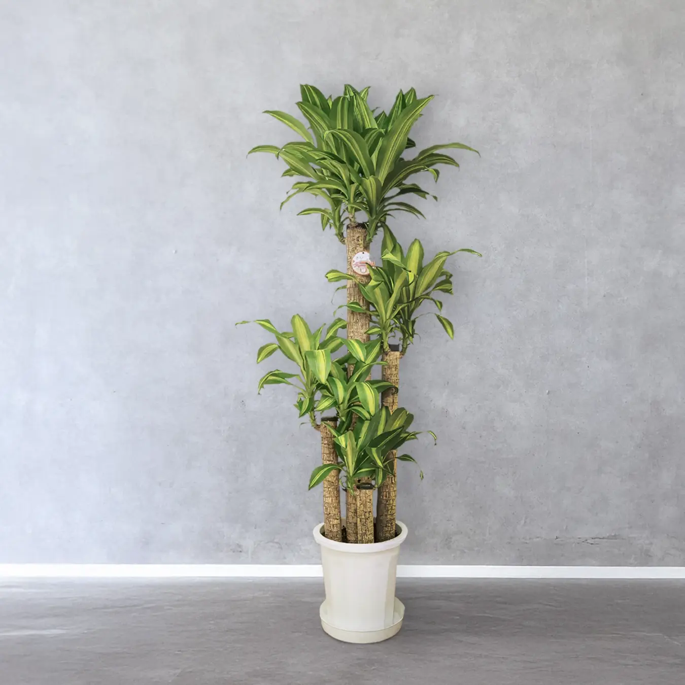 【お取り寄せ商品】ドラセナ マッサンゲアナ 8号　丸プラスチック鉢