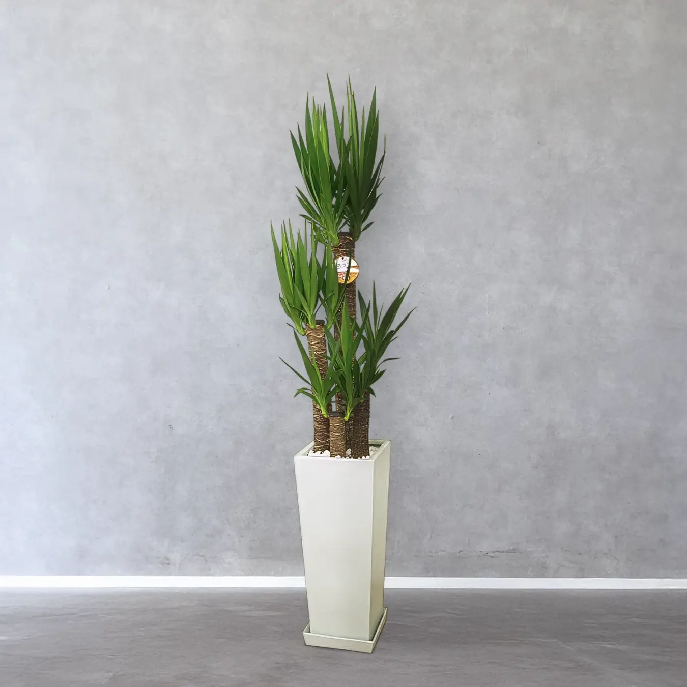 【お取り寄せ商品】ユッカ 8号　高角陶器鉢