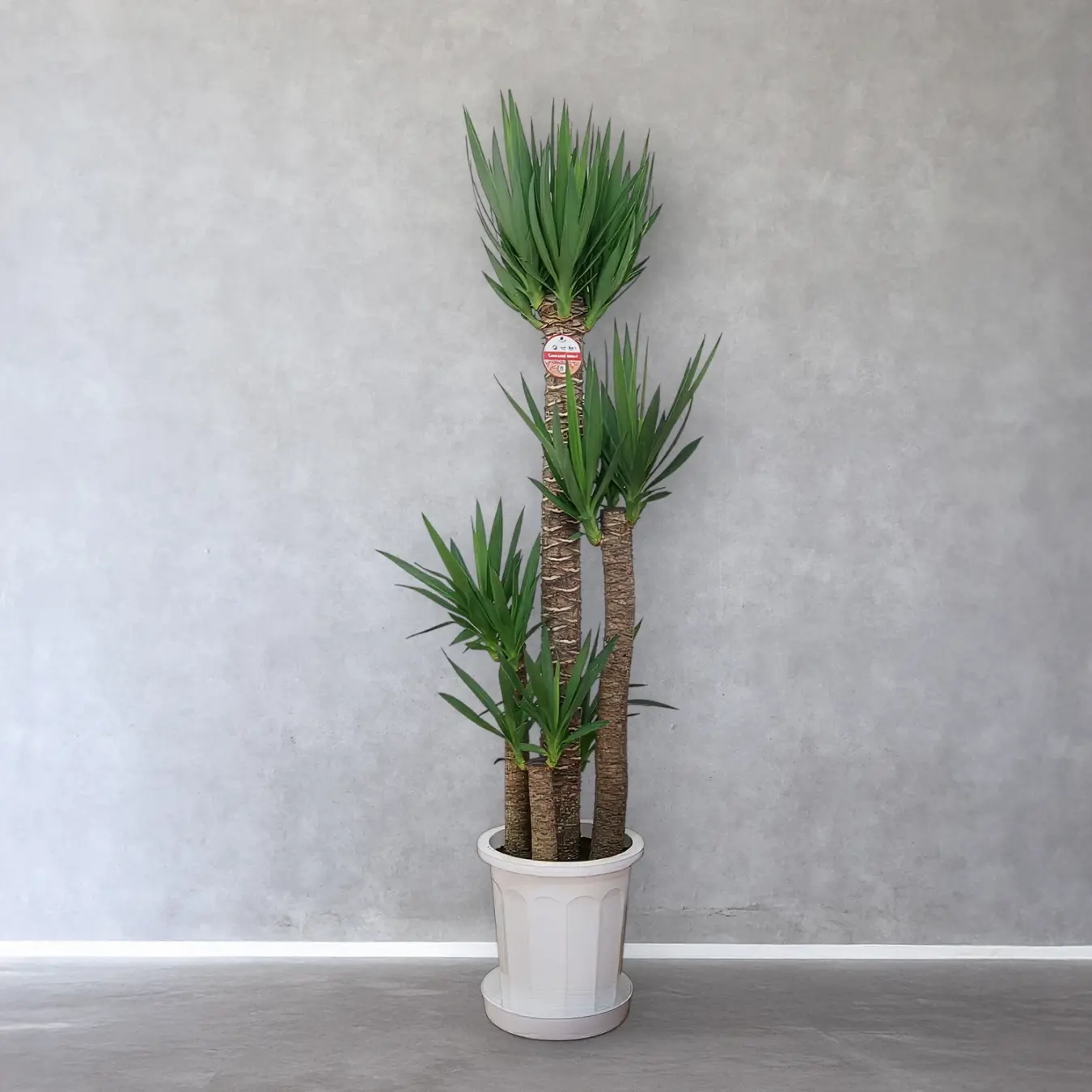 【お取り寄せ商品】ユッカ 10号　プラスチック鉢