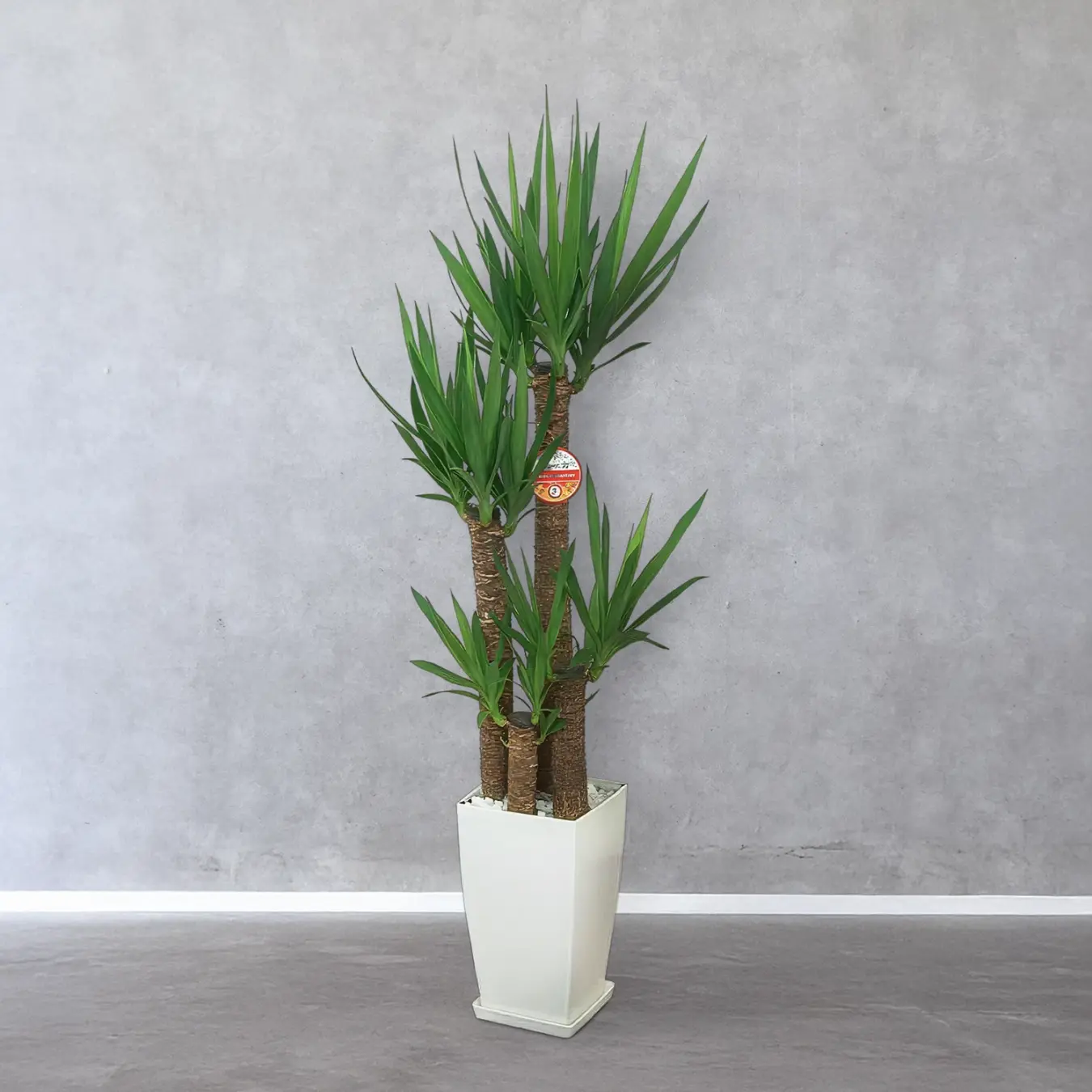 【お取り寄せ商品】ユッカ 8号　角プラスチック鉢