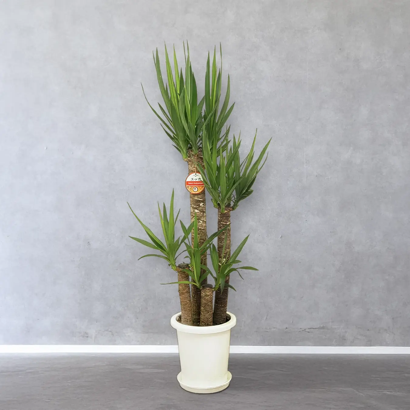 【お取り寄せ商品】ユッカ 8号　丸プラスチック鉢