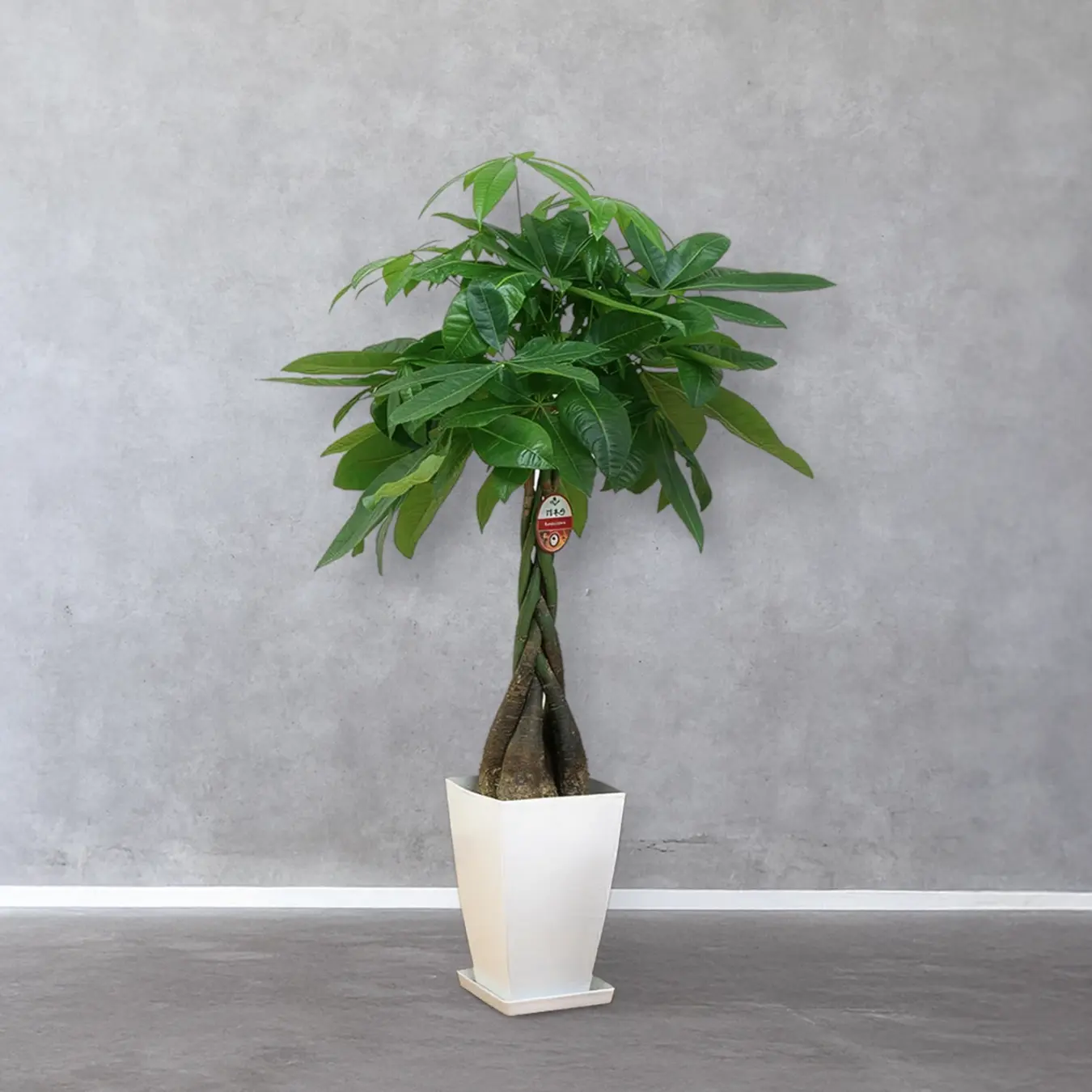 【お取り寄せ商品】パキラ 8号　角プラスチック鉢