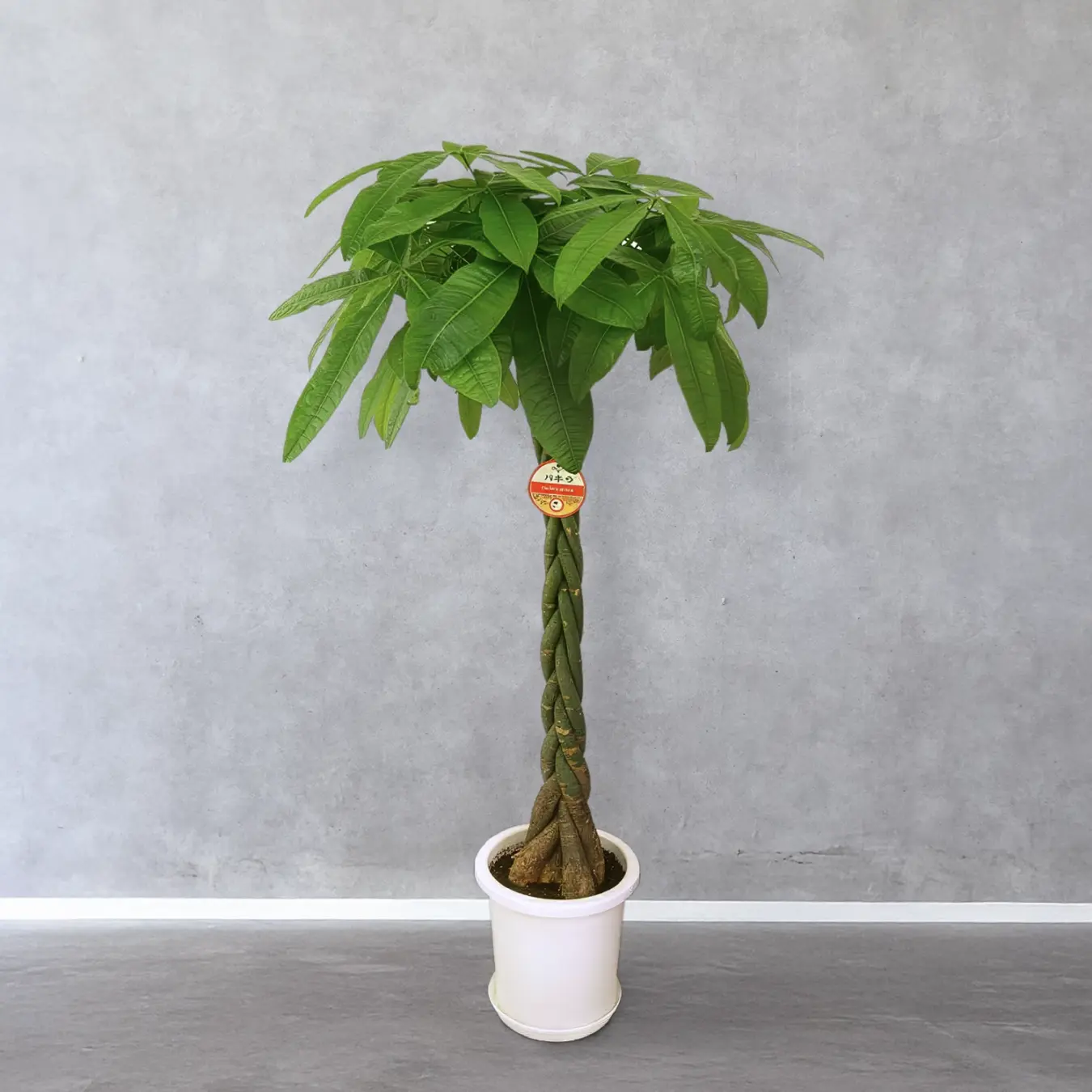 【お取り寄せ商品】パキラ 8号　丸プラスチック鉢