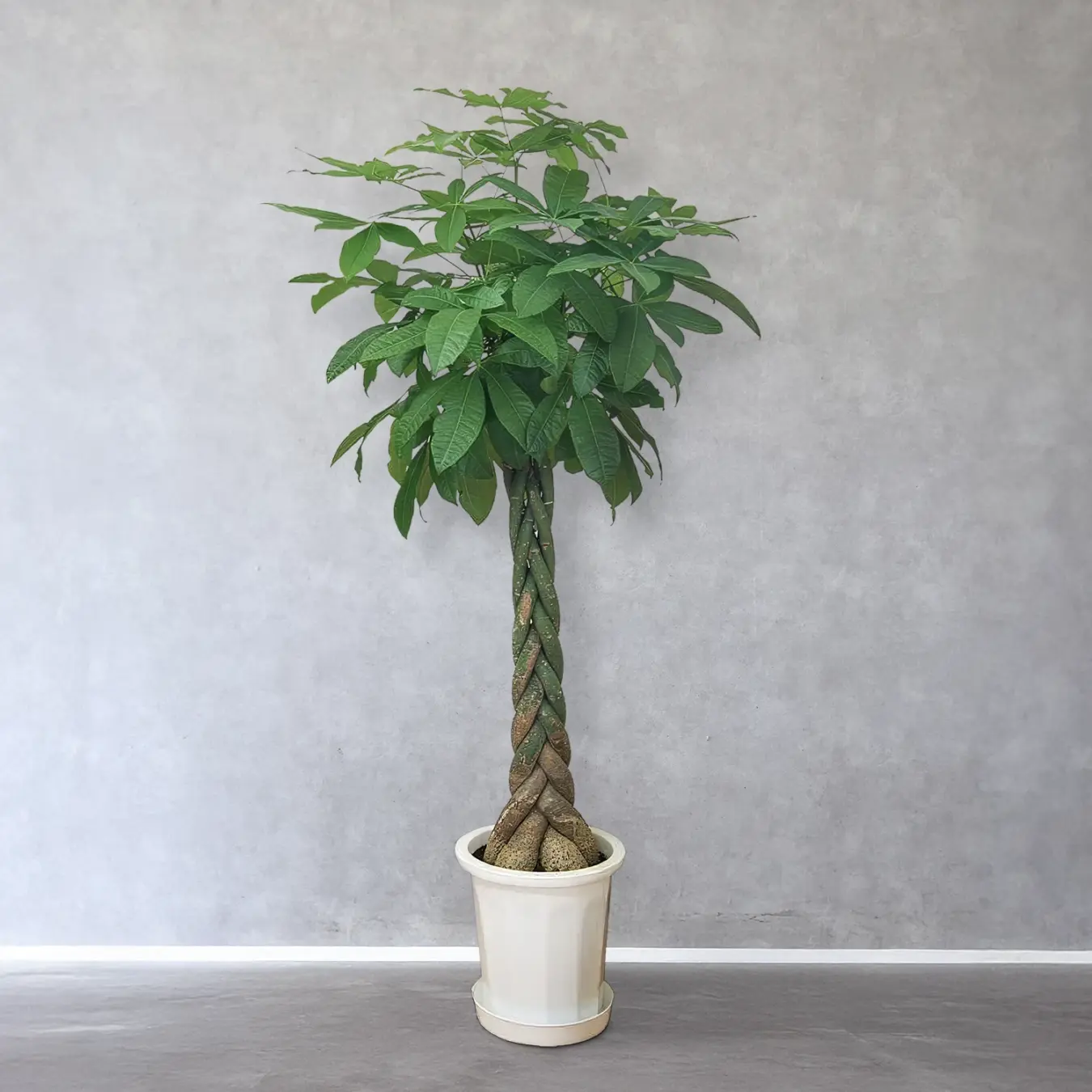 【お取り寄せ商品】パキラ 10号　プラスチック鉢