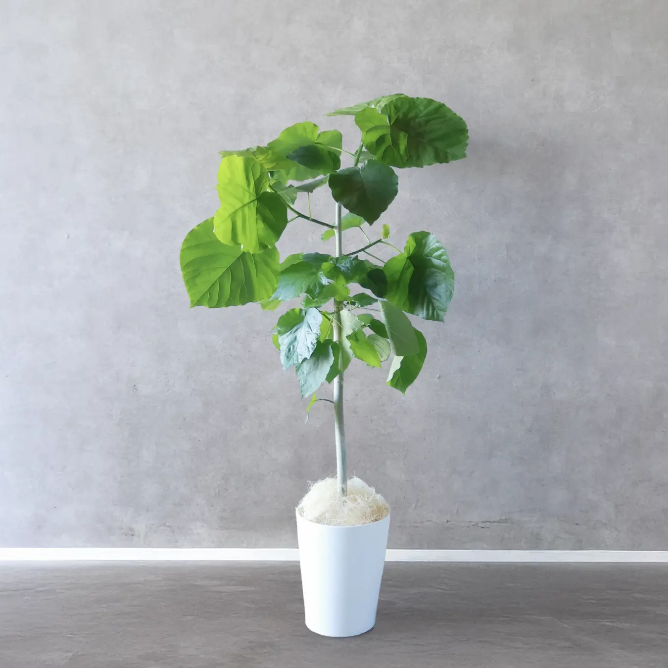 フィカス　ウンベラータ　8号