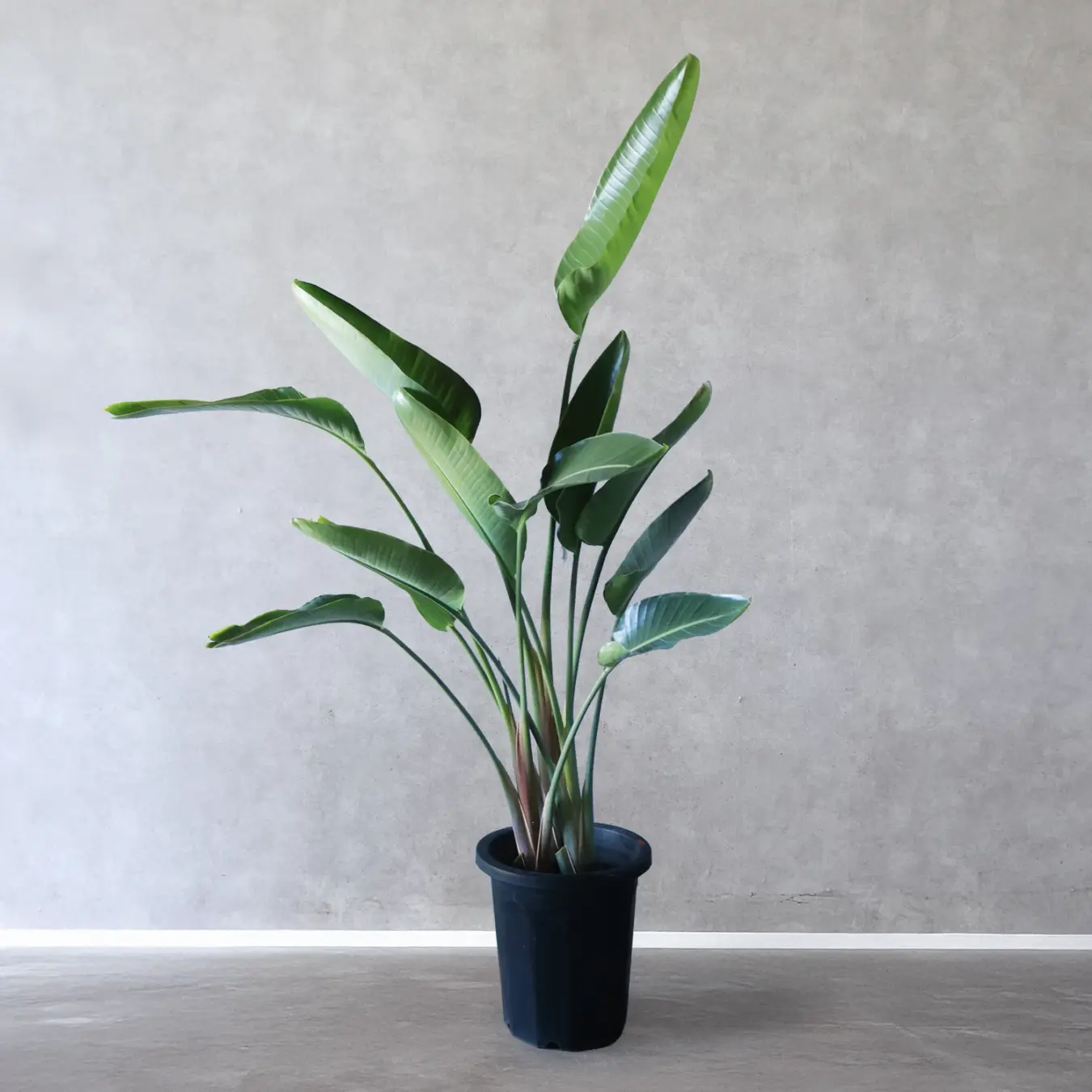 ストレチア　オーガスタ　10号