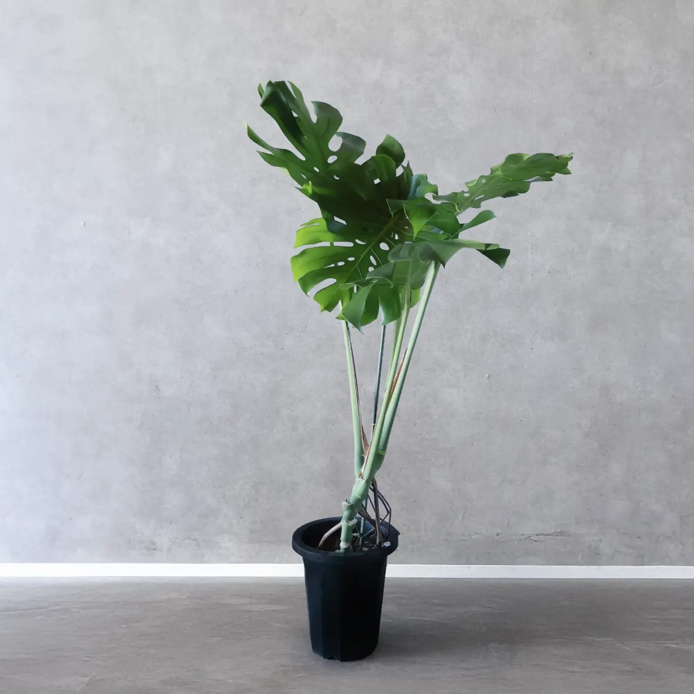 モンステラ　幹上がり　8号