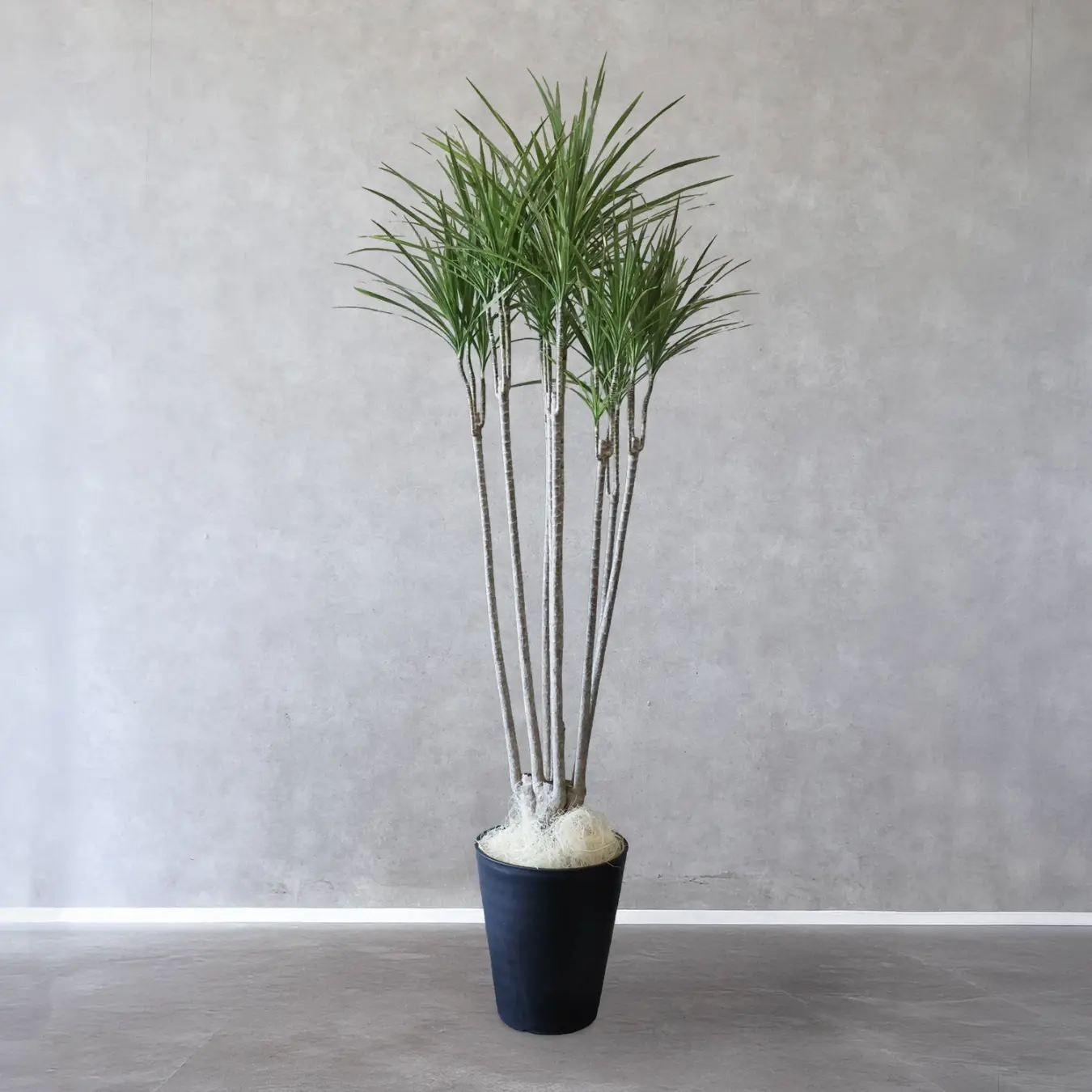 【NEW】コンシンネ ホワイトボリー　10号鉢