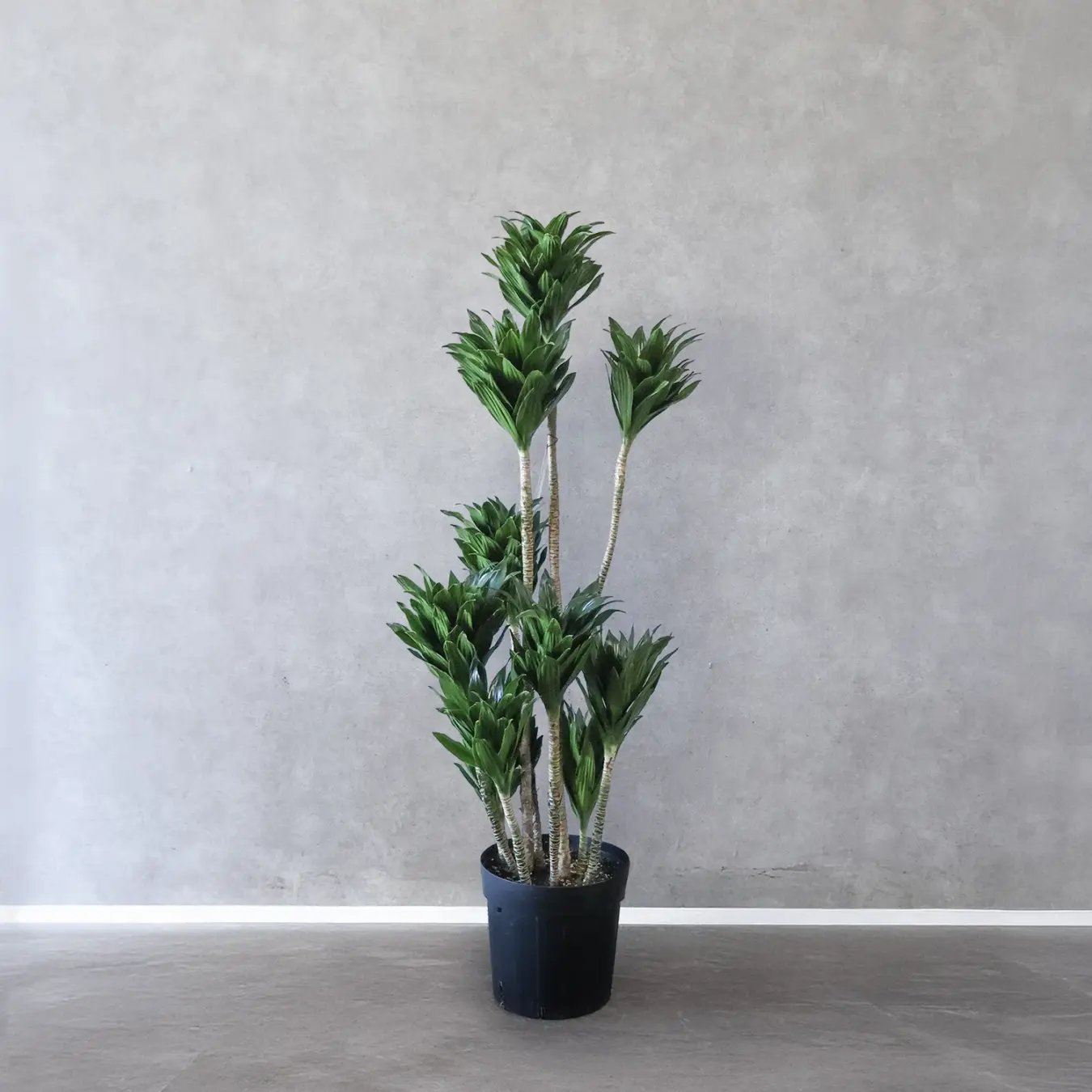 【NEW】コンパクタ　ワーネッキ　8号鉢