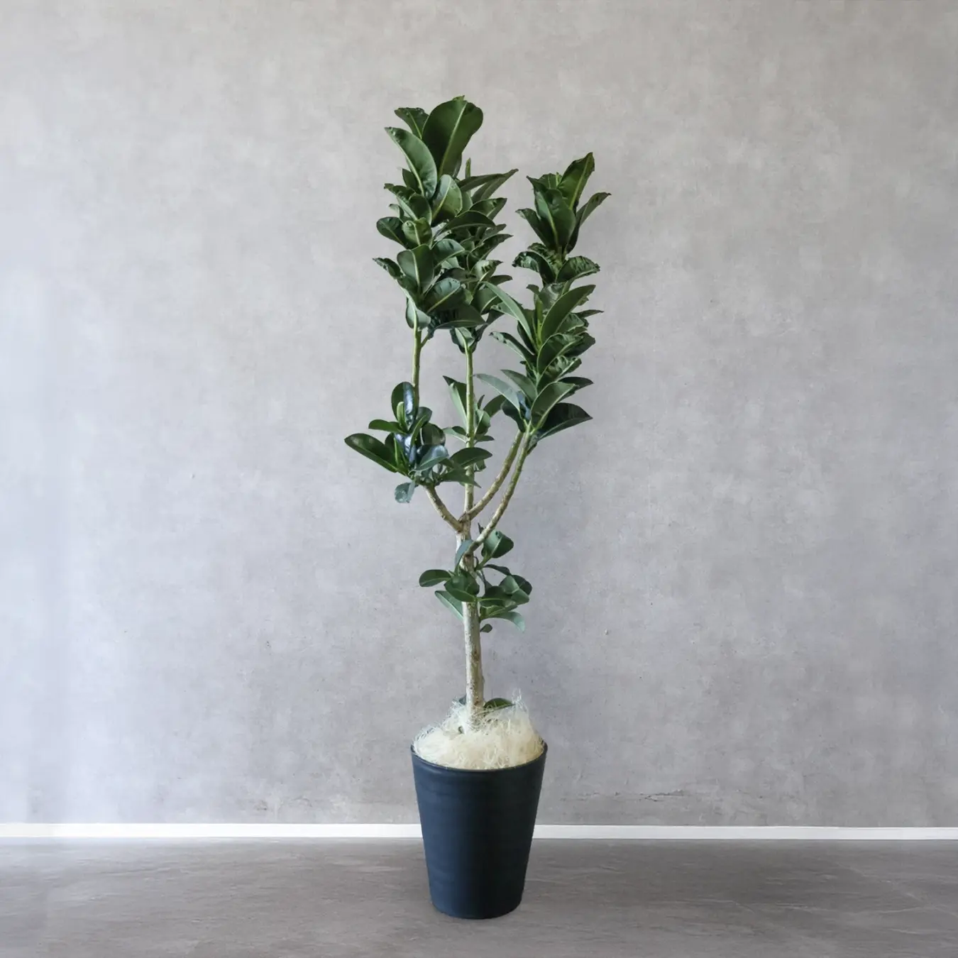 【NEW】フィカス  アポロゴム　10号鉢