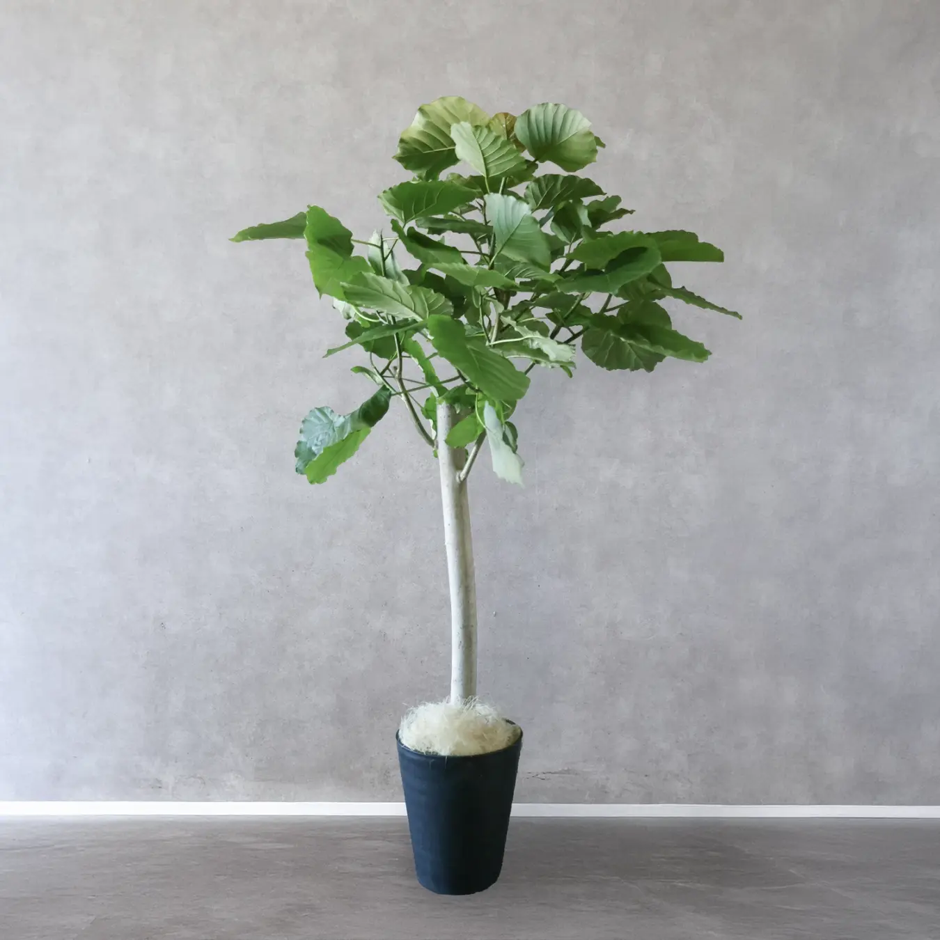 【NEW】フィカス ウンベラータ　10号鉢