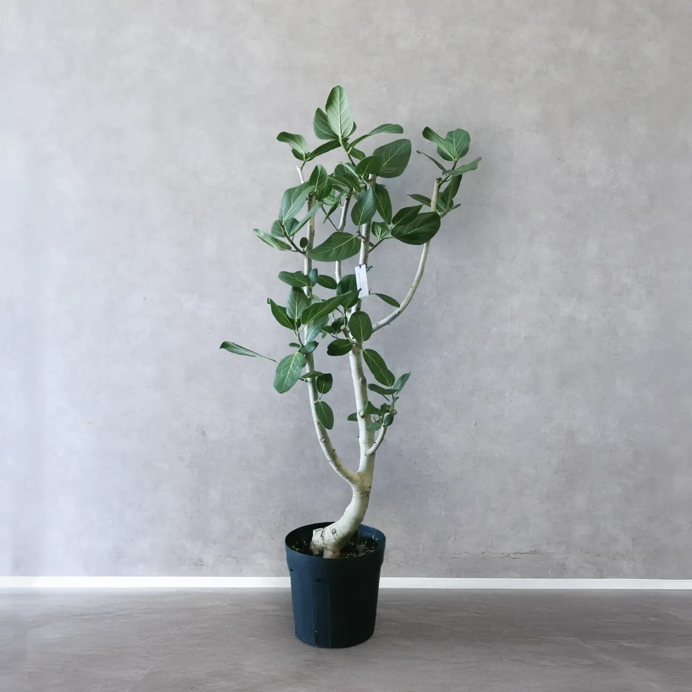 【NEW】フィカス ベンガレンシス　8号鉢