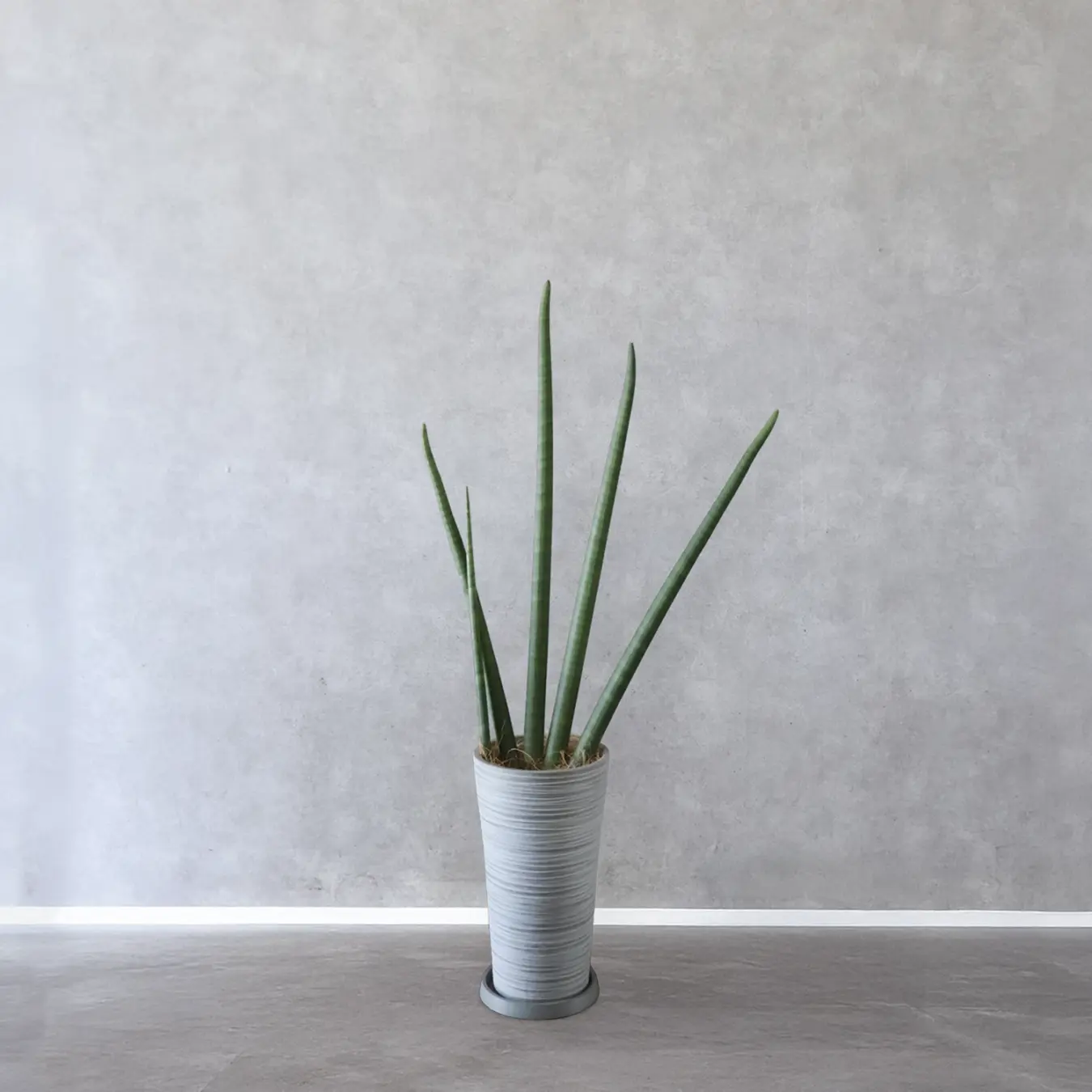 【NEW】サンセベリア スタッキー 8号鉢　