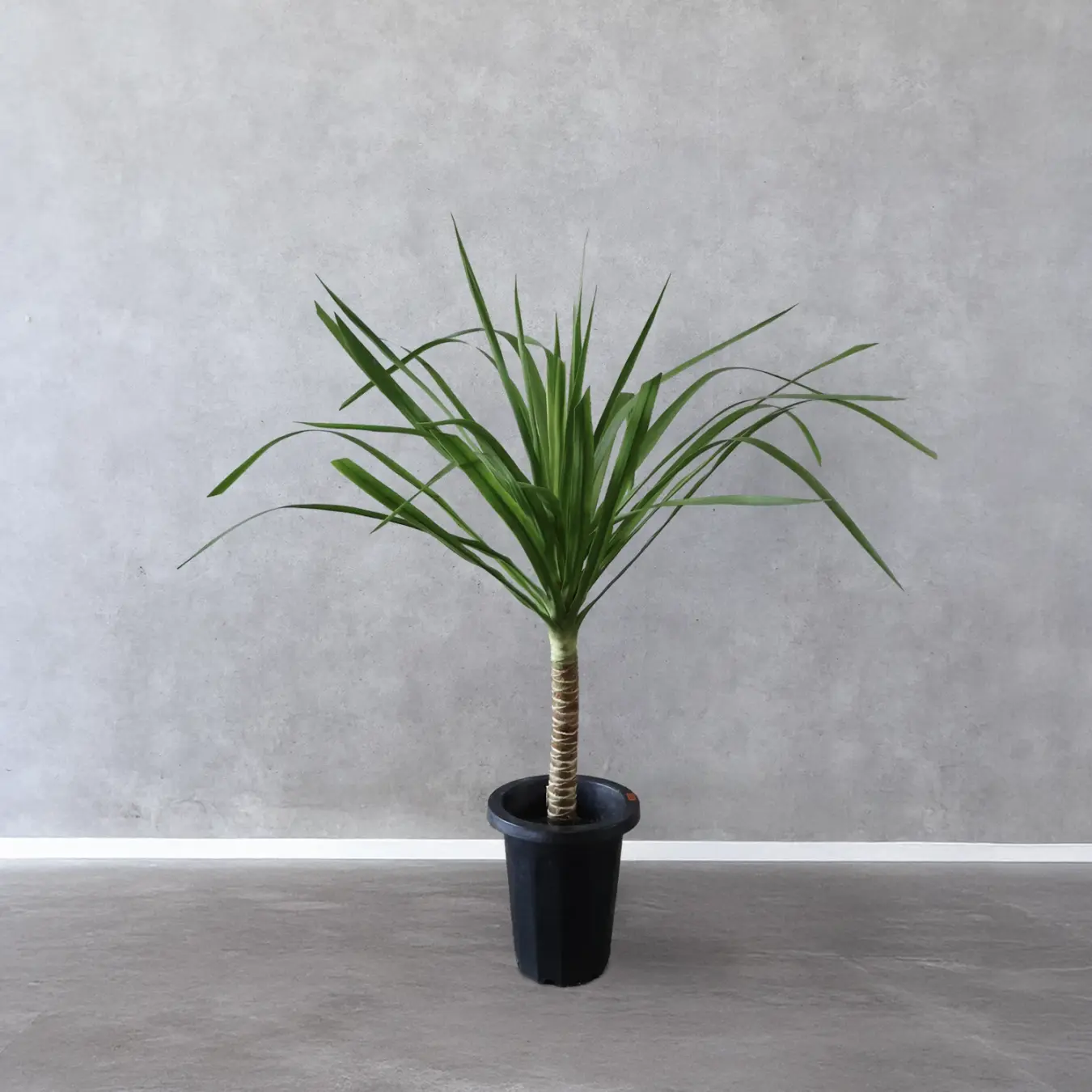 【NEW】カンボジアーナ 7号鉢　