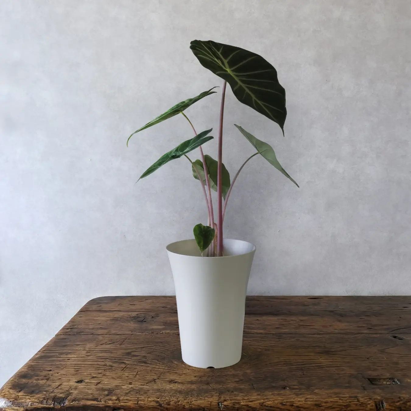 アロカシア　ナイロビナイツ　6号鉢