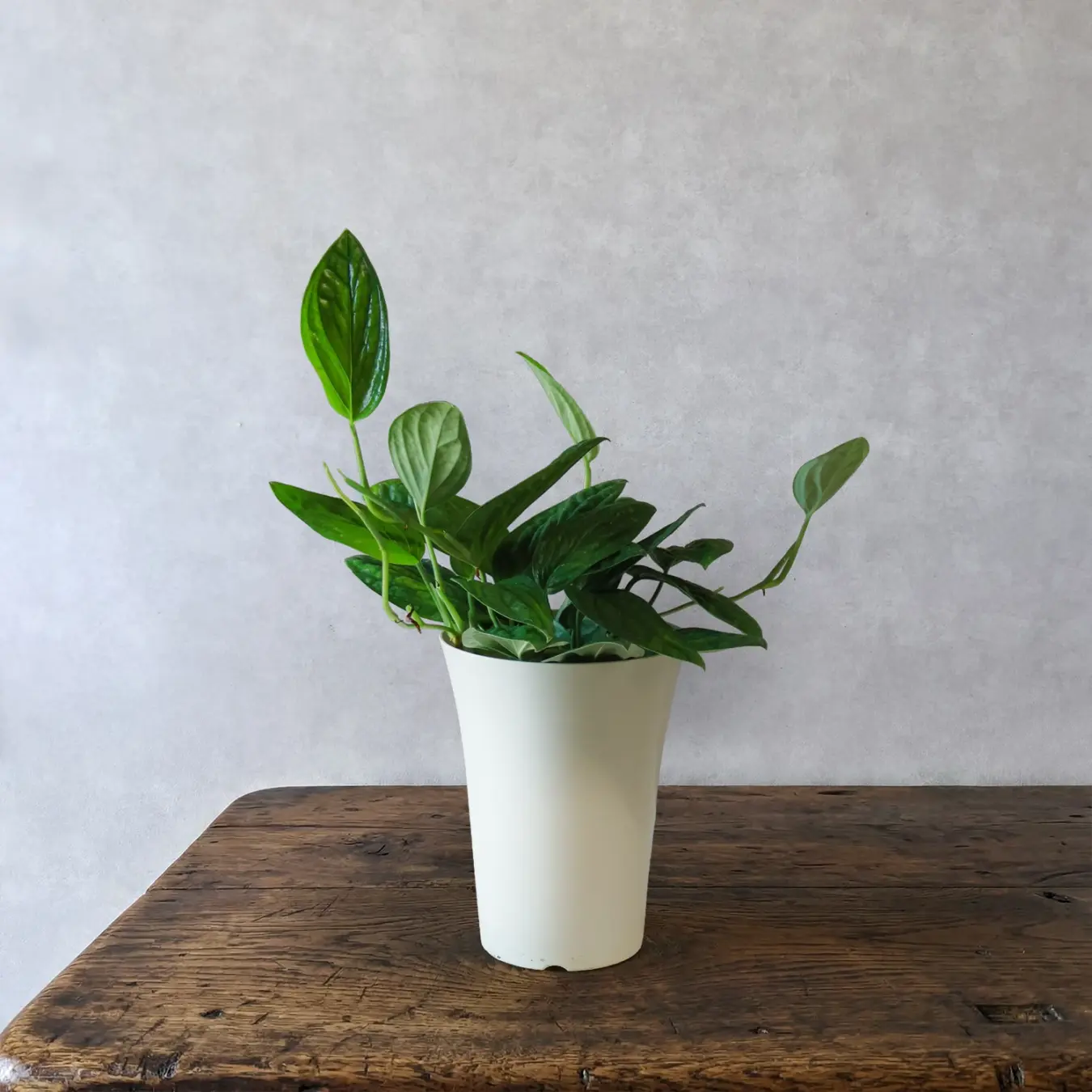 モンステラ　ジェイドシャトルコック  6号鉢