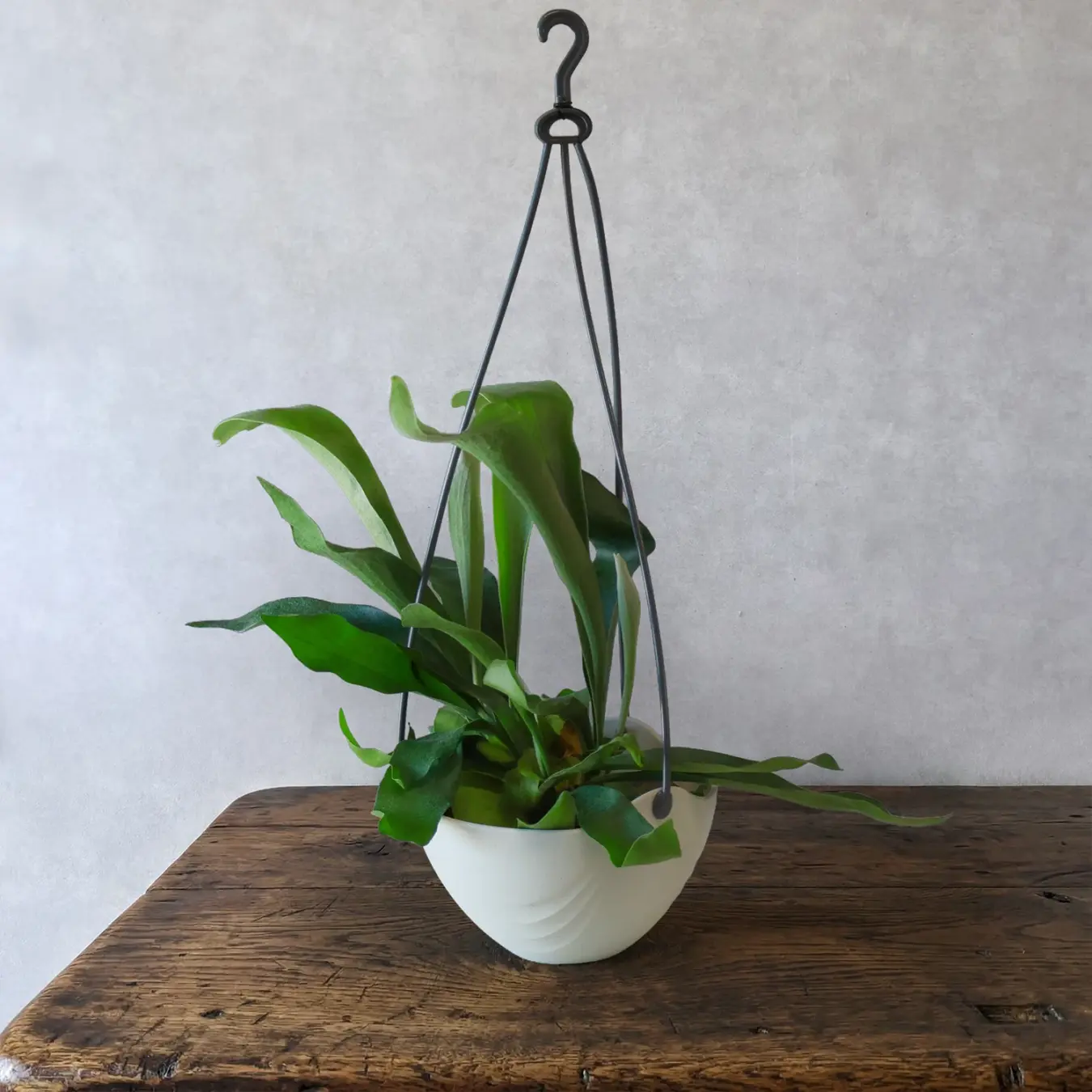 コウモリラン 吊り ７号鉢