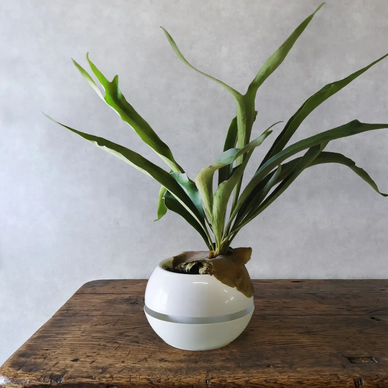 コウモリラン ネザーランド　カプセル6号鉢