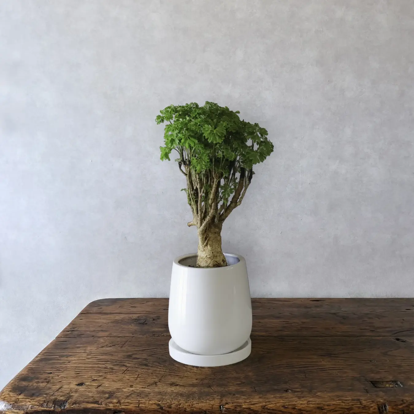 ポリシャス　5号鉢