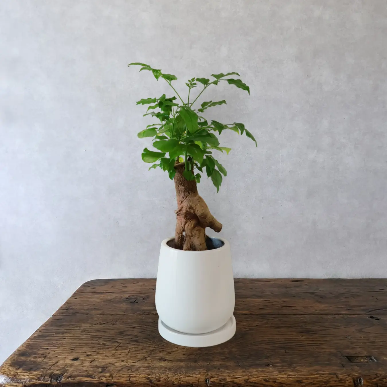 ヘテロパナックス　5号鉢