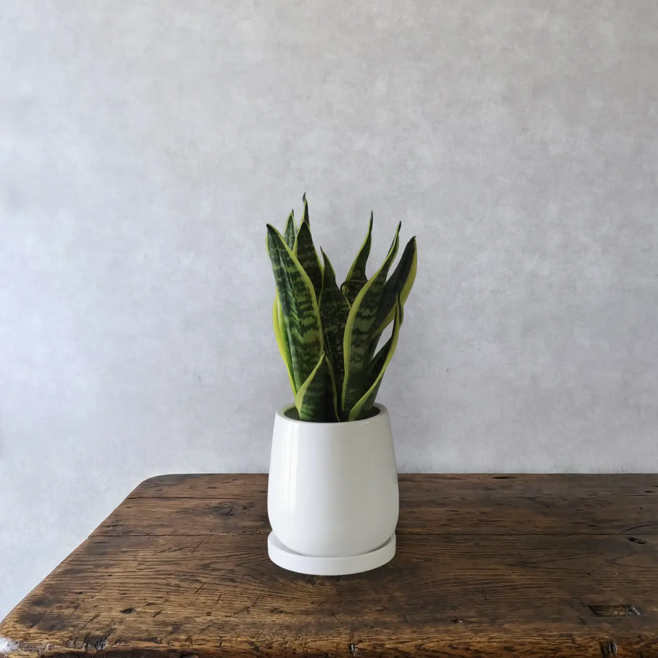 サンセベリア　5号鉢