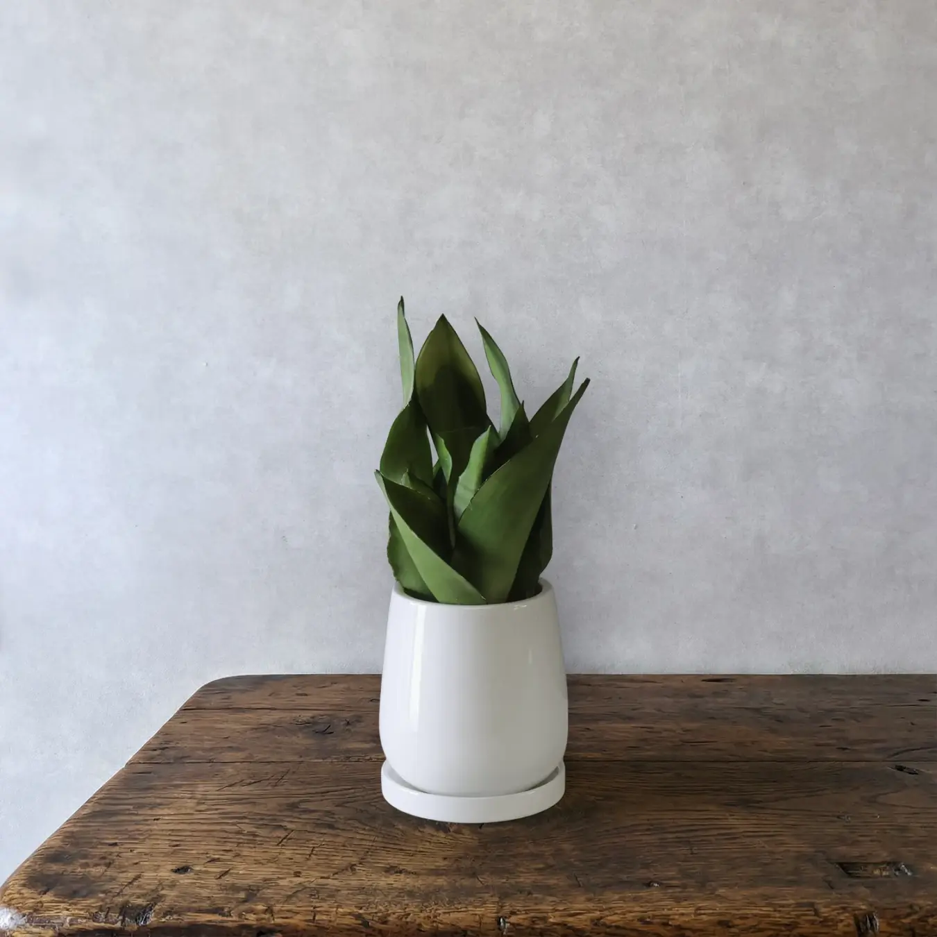 サンセベリア　5号鉢