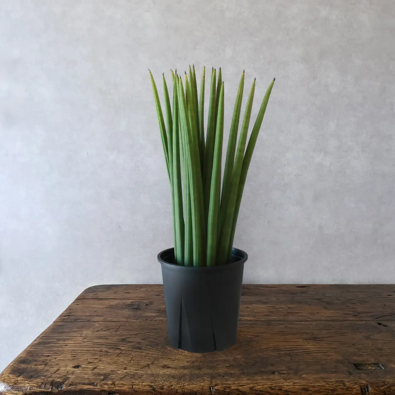 サンセベリア スタッキー 5.5号鉢