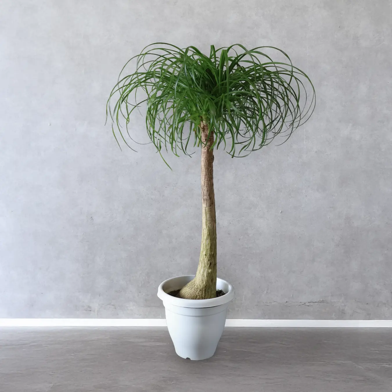 NEW｜【選べる鉢カバー】 ノリナ ポニーテール　トックリラン  10号鉢