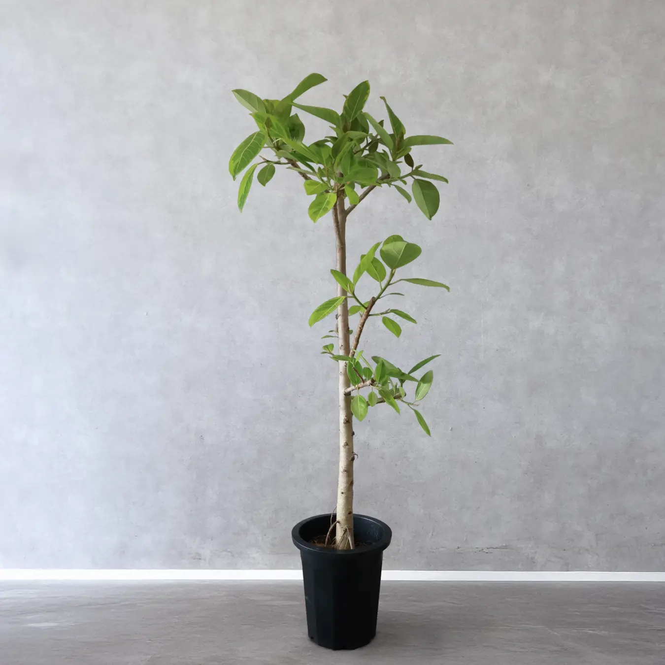 NEW｜【選べる鉢カバー】 フィカス アルテシーマ  10号鉢