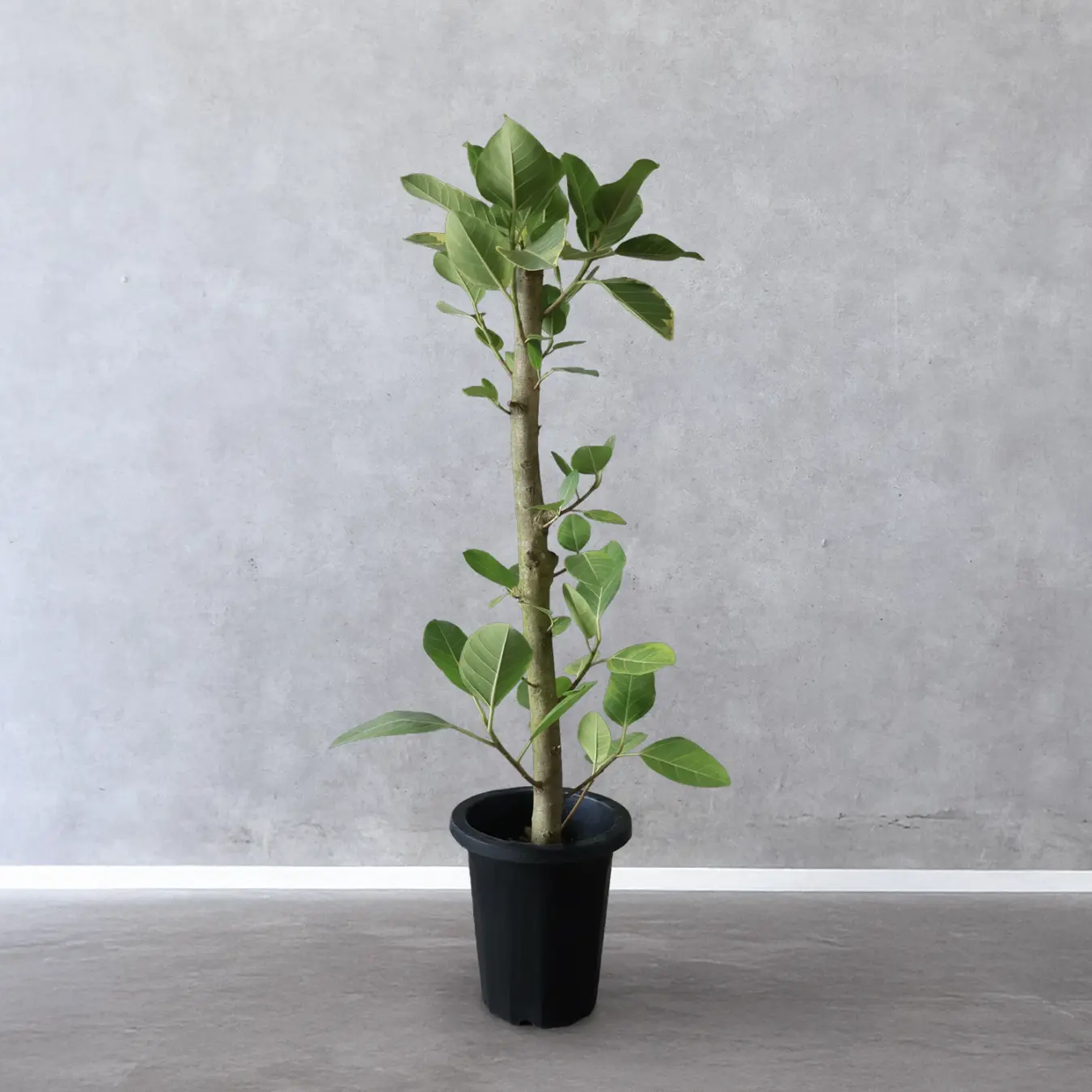 NEW｜【選べる鉢カバー】 フィカス アルテシーマ  8号鉢