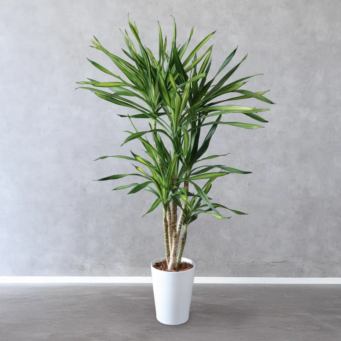 NEW｜【選べる鉢カバー】 ワーネッキー・リッキー 8号