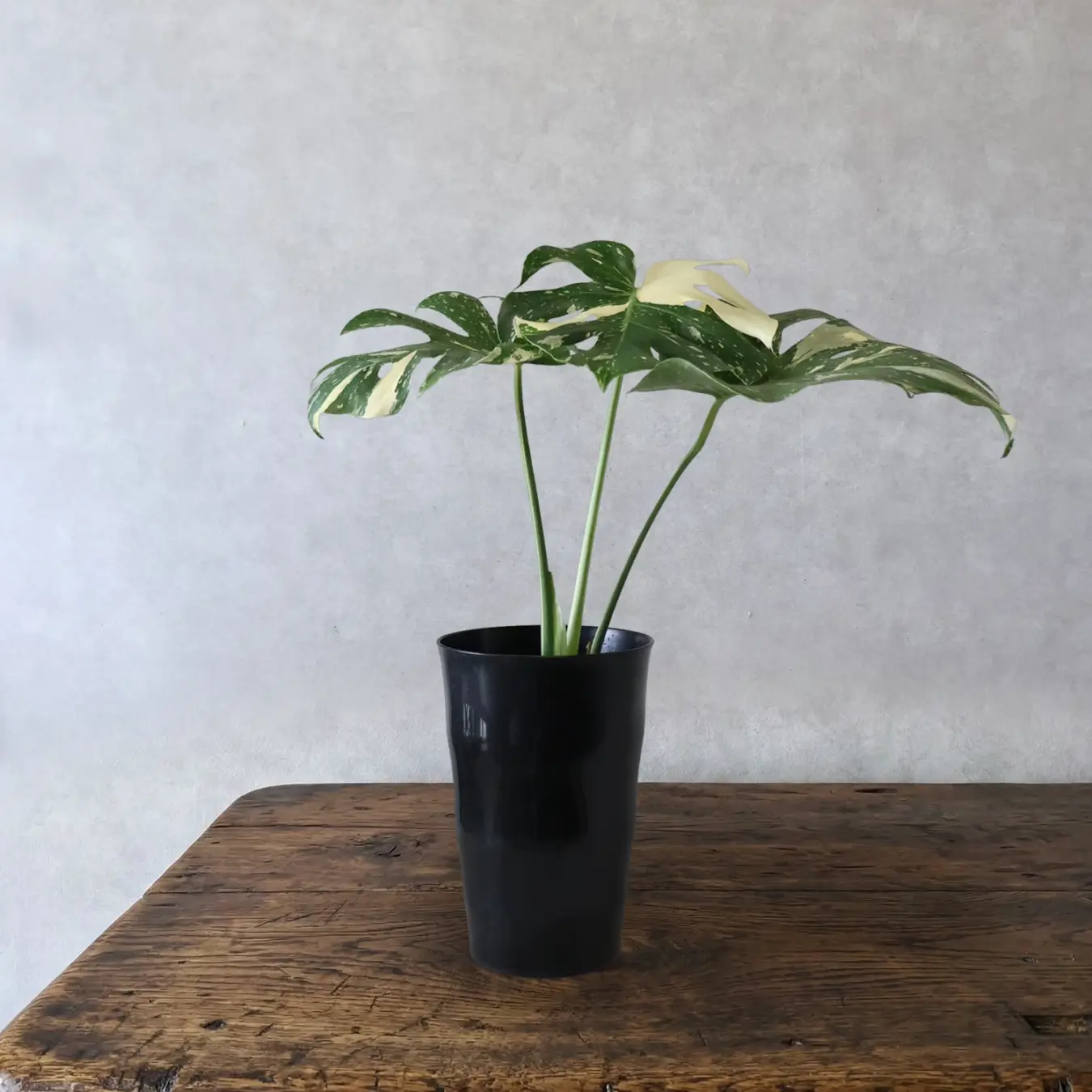 【NEW】モンステラ　タイコンステレーション 斑入り  6号鉢