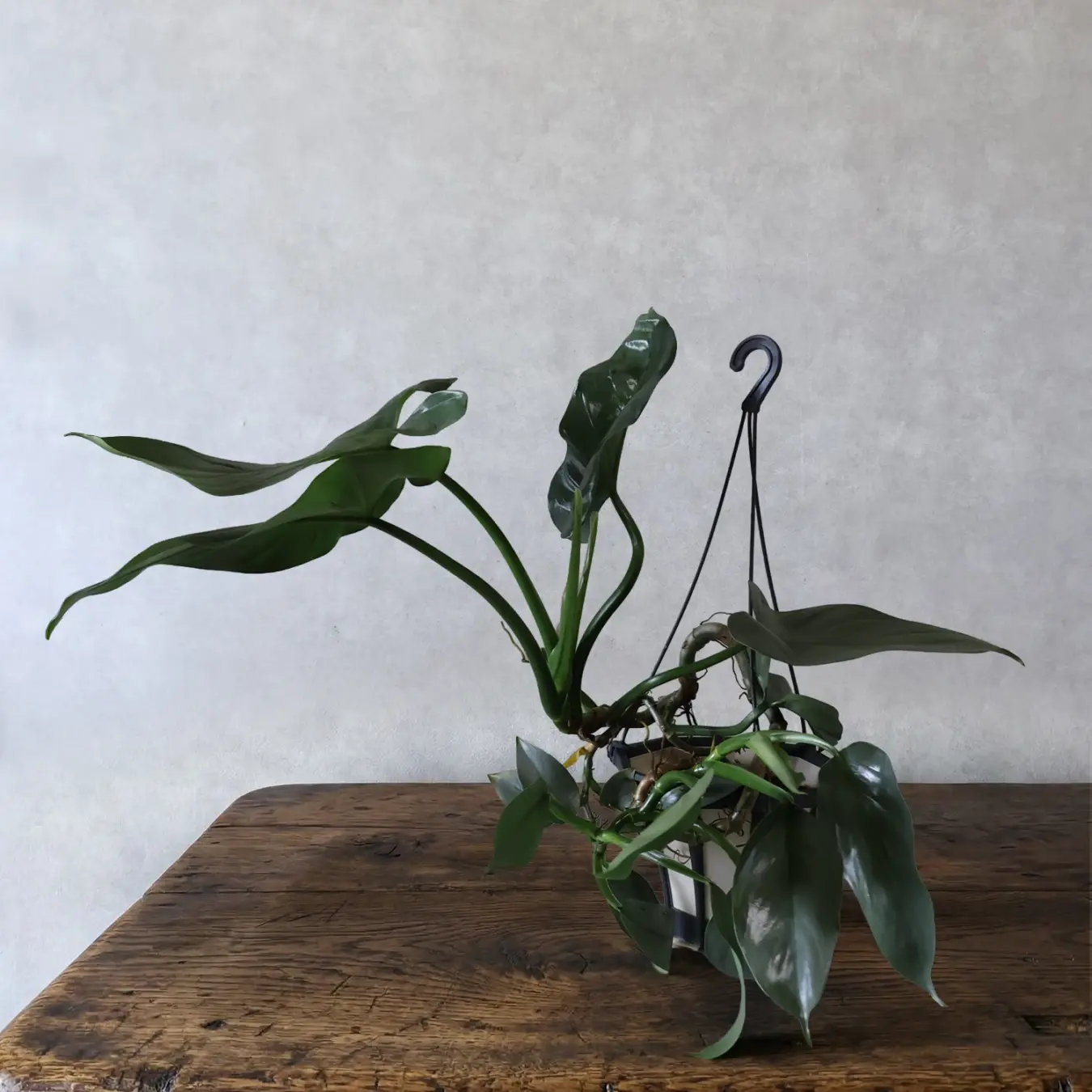 【NEW】フィロデンドロン　シルバーメダル 吊り 6号鉢