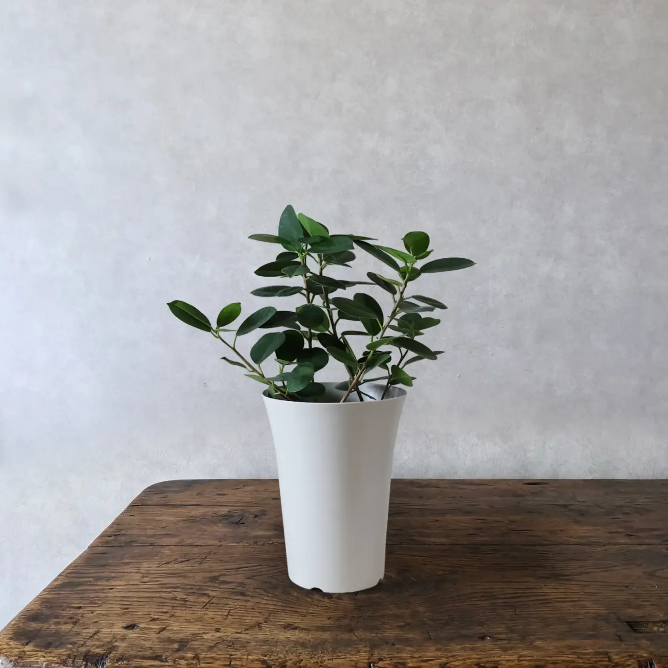 【NEW】パンダガジュマル  6号鉢