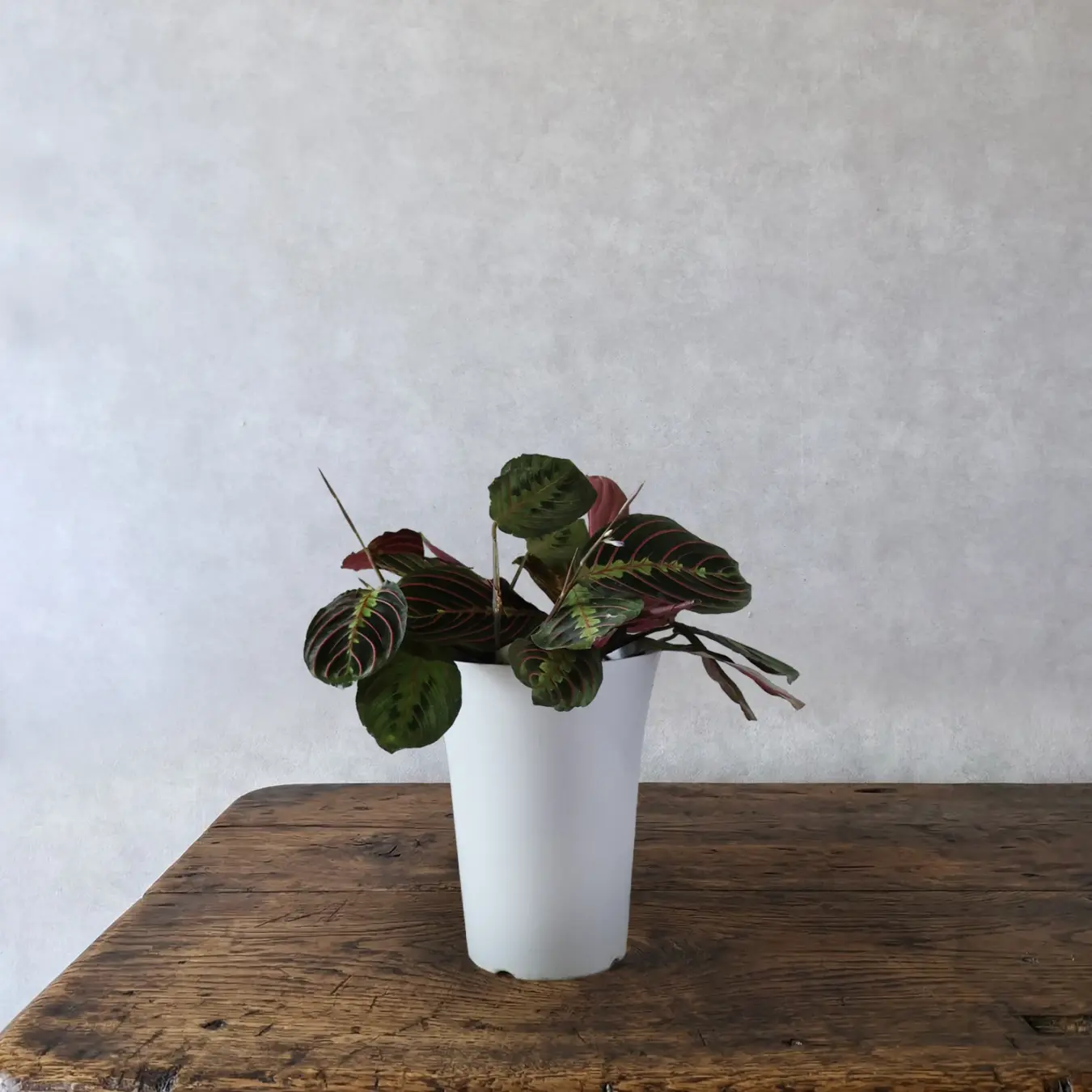 【NEW】マランタ  6号鉢